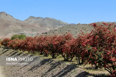 برداشت «زرشک» در روستا‌های خراسان جنوبی