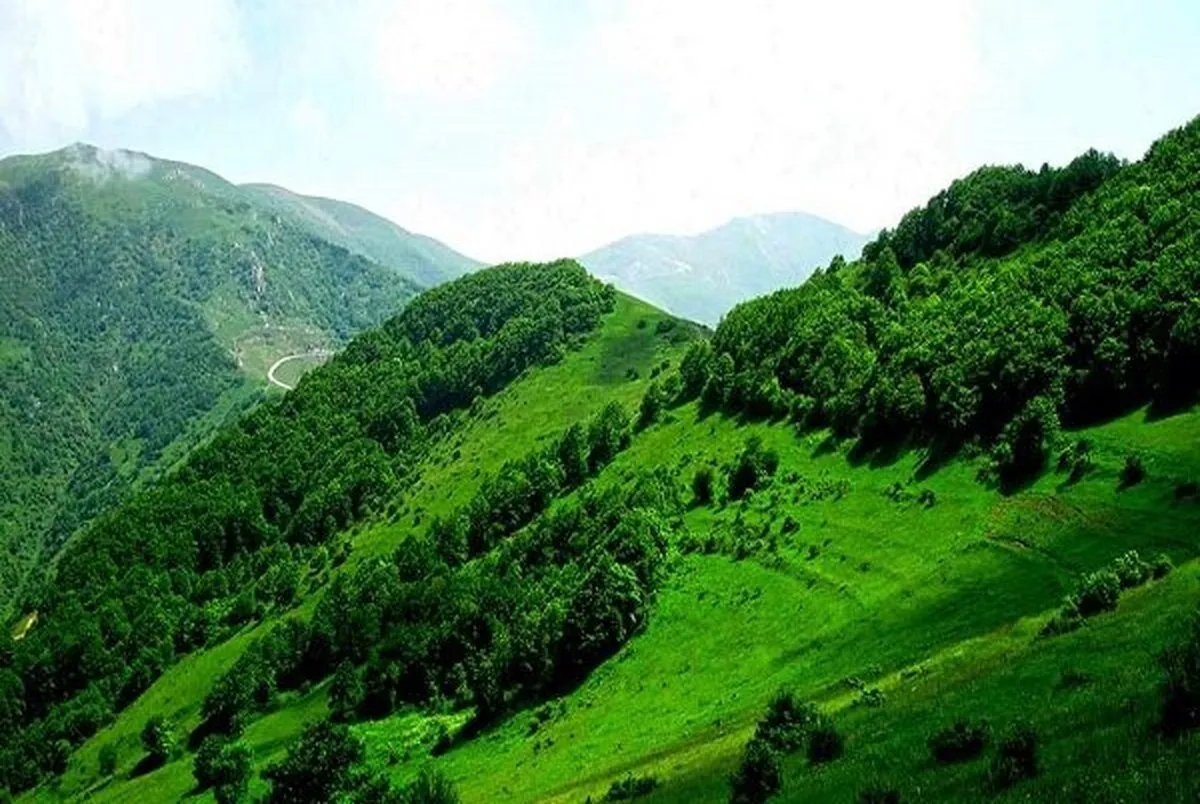 جنگل دیزمار  در ایران ثبت جهانی شد