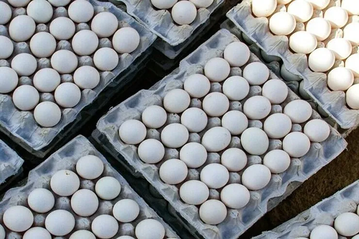 قیمت تخم‌مرغ در بازار چند؟ (۳۱ مردادماه ۱۴۰۱)