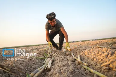 گزارش تصویری | کشت نیشکر در خوزستان