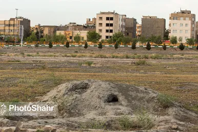 همزیستی با روباه‌ها