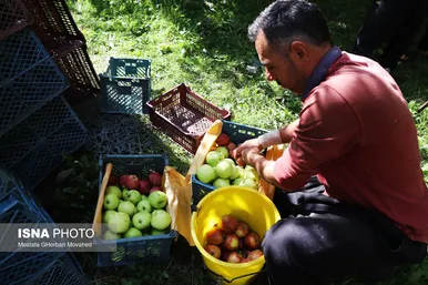 برکت خاک ایران | فصل برداشت سیب پاییزی – اهر