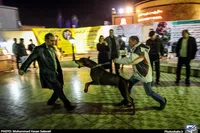 ثبت ۶۵۰۰ حیوان‌گزیدگی در مناطق تحت پوشش دانشگاه علوم پزشکی مشهد طی سال ۱۴۰۲
