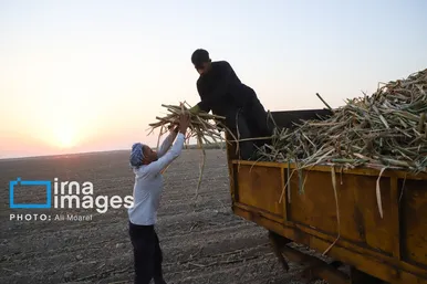 گزارش تصویری | کشت نیشکر در خوزستان