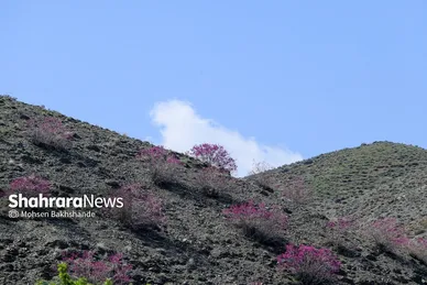 ایران زیباست | «ارغوان» پنجه‌ی خونین زمین