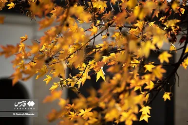ایران زیباست | پاییز در باغ موزه نیاوران