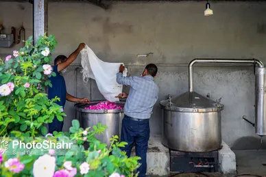 برداشت گل محمدی در روستای فرخد