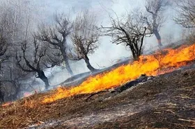 یک آتش کوچک برای تهیه چای، جنگل ارس خراسان رضوی را سوزاند | آتش&zwnj;سوزی ۱۵ هکتار از اراضی هزارمسجد