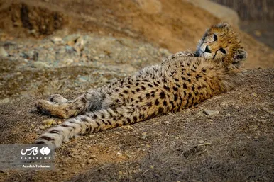 ۹ ماهگی «پیروز»