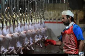 حجم کشتار مرغ در خراسان رضوی بیش از نیاز است
