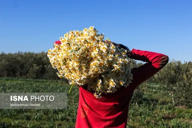 ایران زیباست | مزرعه گل نرگس - گلستان
