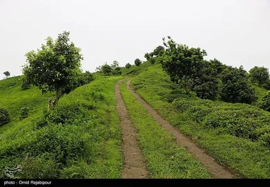 ایران زیباست | برداشت چای بهاره - گیلان