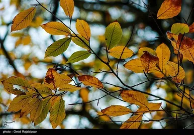 ایران زیباست؛ طبیعت پاییزی - گیلان