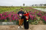مزرعه گل شب‌بو در شهرستان حمیدیه