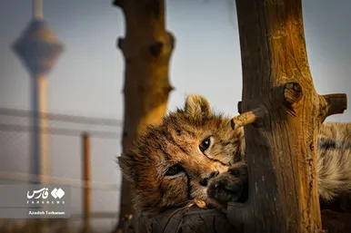 ۹ ماهگی «پیروز»