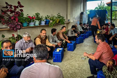 ایران زیباست | برداشت کیوی در غرب گیلان