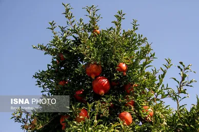 ایران زیباست | انارستان تنگ سیاب (کوهدشت)