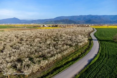 رنگ و بوی شکوفه های بهاری در رامیان گلستان