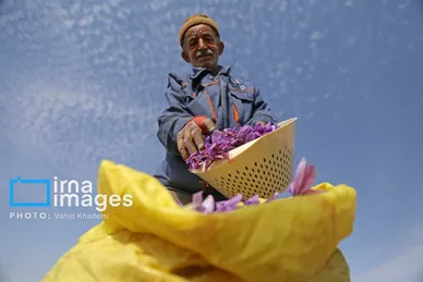 ایران زیباست | برداشت زعفران از مزارع «فاروج»