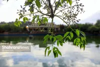 هوای کلانشهر مشهد امروز سالم است (۲ اردیبهشت ۱۴۰۴)