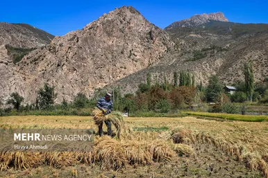 گزارش تصویری | برداشت سنتی برنج در سوادکوه