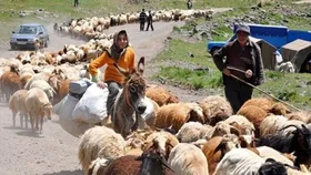 سهم ۱۵ درصدی عشایر خرسان رضوی از تولید گوشت استان