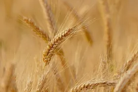 آغاز خرید تضمینی گندم از جنوب خراسان رضوی