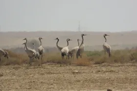 دُرنا؛ مهمان نوروزی مراتع گنبدکاووس