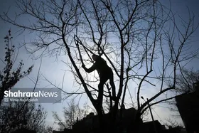 هرس درختان در مشهد چند قدم مانده به بهار