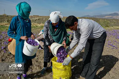 ایران زیباست | برداشت طلای سرخ در خراسان جنوبی