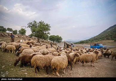 عبور عشایر از خرم آباد