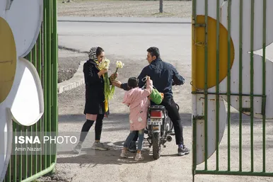 زمستان فصل برداشت گل نرگس