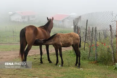 ایران زیباست | سوباتان بهشت مه آلود ایران
