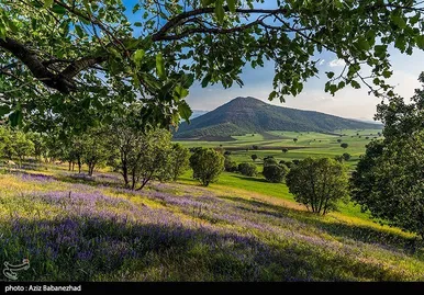 ایران زیباست | دشت گل‌های بنفش در شهرستان خرم آباد