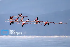 ایران زیباست | روز جهانی پرندگان مهاجر