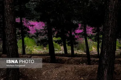 ایران زیباست | بهار ارغوانی