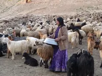 اشتغال زایی جهاد کشاورزی برای ۵۰ هزار زن در کشور