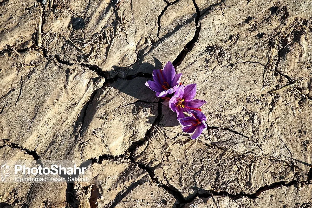 وزارت صمت خواستار حذف عوارض صادراتی زعفران شد