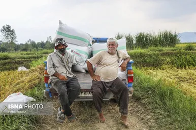 گزارش تصویری | برداشت برنج از شالیزارهای شمال - سوادکوه