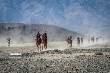جشنواره شتر طلای بیابان