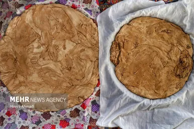 برداشت نیشکر در مازندران