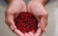 «زرشک» گنجینه‌ای سرخ با خواص شگفت‌انگیز