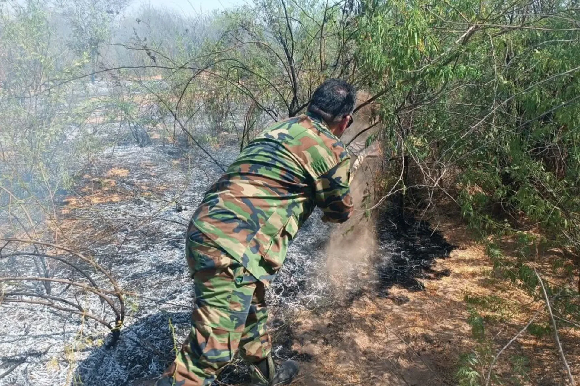 آتش سوزی جنگل 