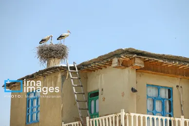 «خداوند لک‌لک‌ها را دوست دارد»