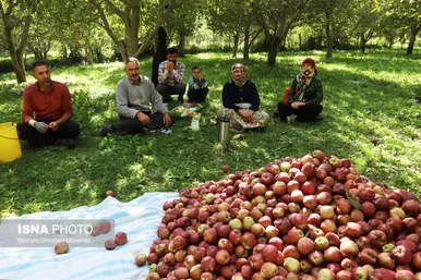 برکت خاک ایران | فصل برداشت سیب پاییزی – اهر