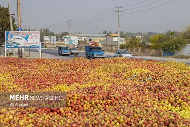 معضلی به‌نام سیب زیردرختی