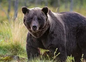 تصاویر دلخراش از کشتن بی&zwnj;رحمانه ۲ خرس با گلوله در مجن سمنان