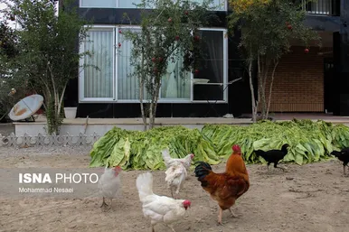 گزارش تصویری | برداشت توتون در گلستان