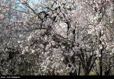 ایران زیباست | اندک اندک می‌رسد اینک بهار