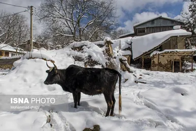 ایران زیباست | زمستان روستای ییلاقی بالا چلی